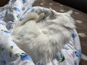 伟嘉主食猫罐头软包 老年猫主食餐包湿粮大龄猫妙鲜包85g*12海洋鱼 实拍图