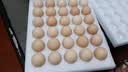 京鲜生 无抗保洁鲜鸡蛋30枚/盒 健康轻食 礼盒送礼 1.5kg/盒 源头直发 实拍图