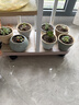 船长多肉营养土专用颗粒土种植养花盆栽通用彩石泥炭花土壤铺面石 成株土50%颗粒土【5斤】 实拍图