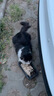 伟嘉猫粮成猫全价猫粮亮毛均衡营养10kg海洋鱼味夹心粮【原料透明】 实拍图