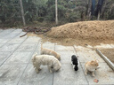 好主人（CARE）金装好主人猫粮2.0 成猫幼猫蓝猫英短通用【试吃装】金装幼猫400g 实拍图