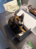 小佩宠物猫碗猫咪斜口碗 双碗15°护颈猫食盆狗碗 不锈钢双食碗 实拍图
