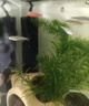 森森（SUNSUN）鱼缸加热棒自动恒温数显石英加温棒防爆水族箱加温器加热器 【升级离水断电】500W数显石英加热棒 实拍图