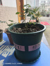 花盆绿植盆栽加厚塑料简约多肉小盆阳台客厅月季玫瑰大号家用花盆 高款2加仑(口径22cm)2个盆 配套托盘 实拍图