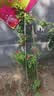 花友藤本月季花苗月季花树苗盆栽特大花苗庭院爬藤植物阳台蔷薇爬墙 安吉拉【爬藤】大苗 1-1.3米高度多分叉 实拍图