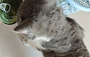 凯锐思猫罐头 猫零食猫湿粮红肉罐头幼猫成猫通用170g*8 实拍图