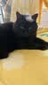 伟嘉猫粮成猫全价猫粮亮毛均衡营养10kg海洋鱼味夹心粮【原料透明】 实拍图