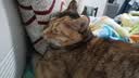 欢宠网猫咪牵引绳猫绳宠物防挣脱可调松紧背心式专用溜遛猫绳子外出用品 实拍图