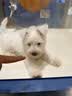 babycare动物毛绒玩偶西高地儿童宠物玩具生日儿童节礼物电子犬-可充电款 实拍图