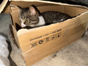 好主人（CARE）金装好主人猫粮2.0 成猫幼猫蓝猫英短通用【试吃装】金装成猫400g 实拍图