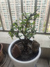 花竹恋长寿冠海棠盆栽盆景梅花树桩重瓣树苗红梅耐寒耐旱植物不含盆 8年长寿冠海棠当年开花 实拍图