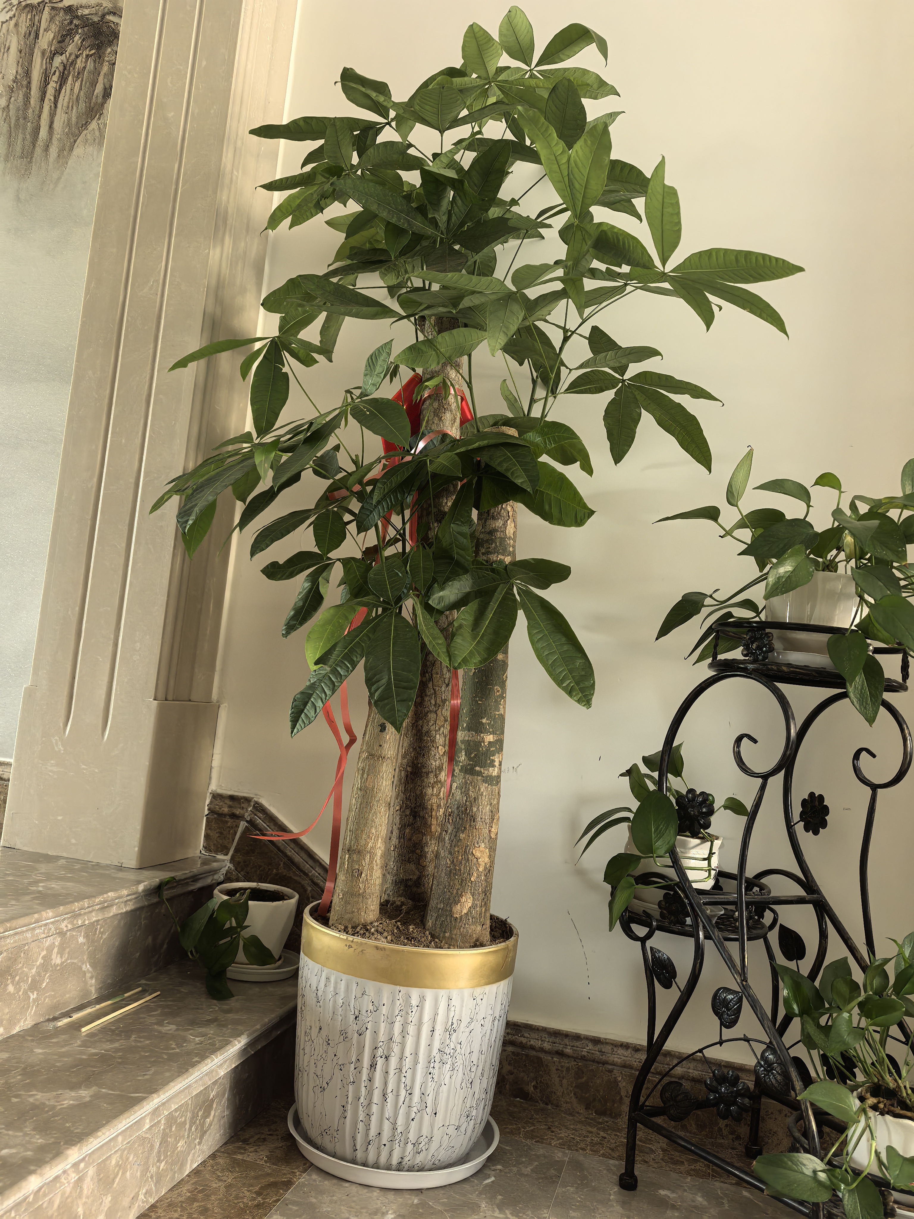 七叶岛 步步高发财树盆栽乔迁开业绿植大盆黑金刚橡皮树放客厅植物摆件 【精品级】1.5-1.6米步步高发财树 福字树脂盆 实拍图