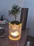 丘辰苔藓微景观生态瓶DIY办公室内桌面绿植摆件造景花卉盆栽生日礼物 有光青年（小夜灯） 晒单实拍图
