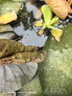 疯狂水草浮萍水草水上和鱼共养金鱼缸造景古法养鱼净化水质水芙蓉 水芙蓉10颗 实拍图