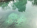 丝塔芙牛油果润肤乳液118ml补水护手霜身体乳 护肤品修护屏障敏感肌 实拍图