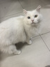 【限量试用】斯家小厨全价全期猫粮营养增肥发腮美毛猫粮 益生菌卵磷脂 120g（40gx3） 2个月以上 实拍图