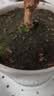 漫生活进口泥炭营养土12L绿植花土壤泥炭土花卉有机土通用种植土兰花土 实拍图
