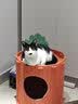 许翠花猫咪包包外出便捷大容量轻便可折叠手提式猫包 实拍图