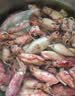 蚁淘鲜海兔子500g 满籽笔管鱼 鱿鱼籽墨鱼仔乌章鱼全籽小乌贼干新鲜干货 小海兔干500g约140-160 实拍图