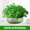京云梦铜钱草水培盆栽金钱草室内外绿植花草青色陶瓷源头直发 实拍图