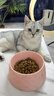 皇家成猫猫粮 口感型 ES35通用粮12月以上10KG 实拍图