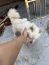 卡露诗（calus）宠物狗狗沐浴露成幼犬通用除臭洗澡液香波博美犬专用定制520ml 实拍图