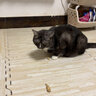 爱立方冻干鸡脖鸡肉猫零食磨牙棒成猫幼猫去牙结石40g 实拍图