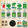 北蔬 各种蔬菜种子生菜草莓香菜小香葱黄瓜阳台四季菜籽 12种蔬菜种子 实拍图