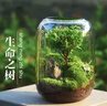 生命之树苔藓微景观桌面生态瓶免打理办公室盆栽真植物耐养礼物 小叶赤楠（成品种好）灰色花盆 实拍图