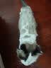 大宠爱 猫驱虫药 体内外同驱滴剂 宠物药品除寄生虫 2.6-7.5kg 3支装 实拍图