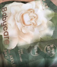 babycare金山茶花纸尿裤XXL34片(>15kg)婴儿尿不湿超薄透气新生柔花苞裤 实拍图