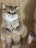 京东京造全价冻干双拼猫粮10kg幼猫成猫粮无谷低敏高鲜肉猫咪猫粮 实拍图