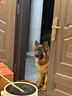 凯锐思 德牧狗粮大型犬粮专用幼犬成犬警犬狼狗牧羊犬专用粮囤货装 【骨骼强健】德牧羊奶味40斤 实拍图