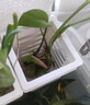 【活动】新款鱼缸水培植物篮水草种植杯壁挂式挺水植物鱼缸定植篮 水培植物篮：【壁挂式】便捷安装 小型号款：1个装 实拍图