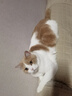 皇家室内成猫粮 I27 通用粮 12月以上 2KG【皇家预售付定金享优惠】 实拍图