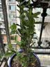 花翁海棠花盆栽树苗重瓣长寿冠盆景老桩庭院阳台绿植室内花卉源头直发 实拍图