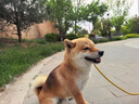麦富迪狗粮 无谷牛肉双拼狗粮成犬 小型犬中大型犬通用10kg/20斤 实拍图