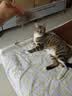 凯莉宠物凉席窝猫窝狗窝狗睡垫 夏季睡垫凉席垫 猫咪狗狗冰垫宠物用品 灰色猫咪凉席窝 40*30cm(建议5斤) 实拍图