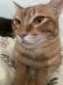 伟嘉猫粮成猫夹心粮 全价粮吞拿鱼1.3kg布偶蓝猫橘猫加菲英短猫咪 实拍图