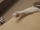 皇家室内成猫粮 I27 通用粮 12月以上 2KG 实拍图