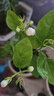 茉莉花苗盆栽带花苞九里香老桩驱蚊花卉植物室内浓香四季开花好养 无花苞一颗小苗不包成活  不含盆 实拍图