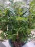 开时果 正宗清香胡椒木盆栽老桩树苗 室内桌面植物苗防驱蚊草小绿植盆景 【6年大苗】清香胡椒木+加仑盆 实拍图