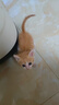 麦富迪猫罐头 浓汁猫罐头猫咪零食成幼猫补水亮毛混合装85g*24罐 实拍图