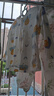 舒贝怡婴儿衣服内衣套装儿童睡衣宝宝春夏薄款家居服纯棉对开秋衣蓝色90 实拍图