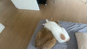 京东京造猫粮牛肉味全价鸡肉粮鱼油通用型猫粮成猫幼猫2kg 实拍图