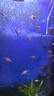 格池（GRECH）格池鱼缸潜水泵CQJ-1200G款20W  净水增氧过滤三合一过滤水泵 实拍图