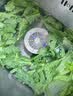 RASW德国果蔬清洗机洗菜机家用神器全自动食材消毒臭氧气泡水果净化器净食机超声波水果消毒去农残 白色【清理脏污虫卵+除菌/抗生素+净化率达99%】 实拍图