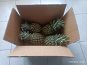 正宗海南金钻凤梨新鲜现货手撕大果巨大号多汁不需挖眼水果包邮 金钻凤梨净重4.5-5斤3-5个 【小果】 实拍图