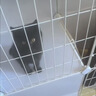 爱咪宠猫笼子家用猫窝别墅带厕所一体室内带猫砂盆大号幼猫猫屋猫咪笼子 快速训练小猫上厕所【75*39*73】 厕所款：猫砂盆和铲+逗猫棒+爬梯 实拍图