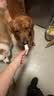 伯纳天纯狗粮中大型犬全价成年犬粮17kg羊肉蔓越莓味囤货装 实拍图